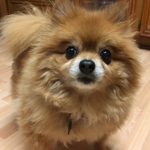 Meet your Posher, Sheila - Picture 1 of 1